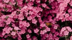 35 frases de flores para dar cor à sua vida