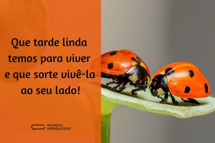 que tarde linda temos para viver